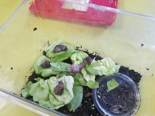 Des escargots en classe - MS/GS B